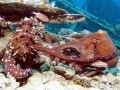 Common Octopus