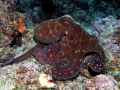 Common Octopus