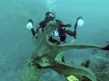 Common Octopus