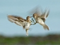 Common Sandpiper