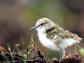 Common Sandpiper
