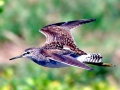 Common Sandpiper