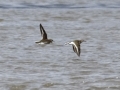 Common Sandpiper