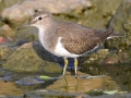 Common Sandpiper