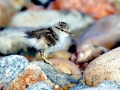 Common Sandpiper