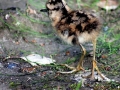 Common Sandpiper