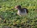 Common Sandpiper