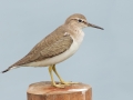 Common Sandpiper