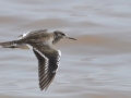 Common Sandpiper