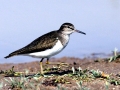 Common Sandpiper