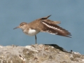 Common Sandpiper