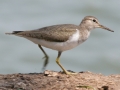 Common Sandpiper