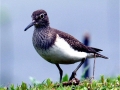 Common Sandpiper