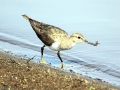 Common Sandpiper