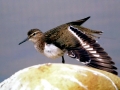 Common Sandpiper