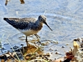 Common Sandpiper