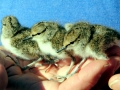 Common Sandpiper