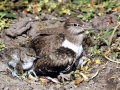 Common Sandpiper