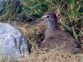 Common Sandpiper