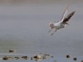 Common Sandpiper