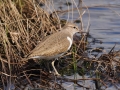 Common Sandpiper