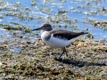 Common Sandpiper
