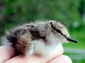 Common Sandpiper
