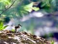 Common Sandpiper
