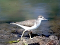 Common Sandpiper