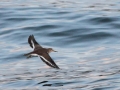 Common Sandpiper