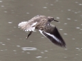 Common Sandpiper