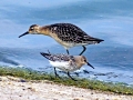 Common Sandpiper