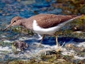 Common Sandpiper