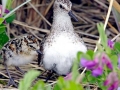 Common Sandpiper