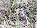 Common Sandpiper