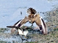 Common Sandpiper
