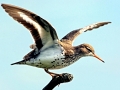 Common Sandpiper