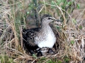 Common Sandpiper