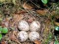 Common Sandpiper