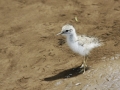Common Sandpiper