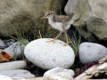 Common Sandpiper