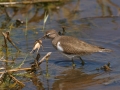 Common Sandpiper