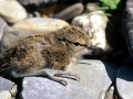 Common Sandpiper