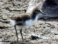 Common Sandpiper