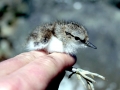 Common Sandpiper