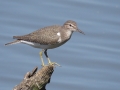 Common Sandpiper