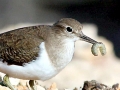 Common Sandpiper