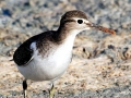 Common Sandpiper