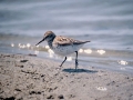Common Sandpiper