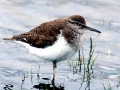 Common Sandpiper